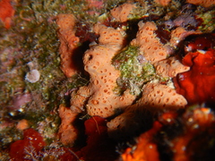 Hemimycale columella