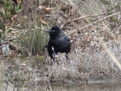 Corvus coronoides perplexus