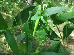 Vincetoxicum volubile