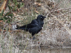 Corvus coronoides perplexus