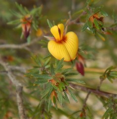 Pultenaea tenuifolia