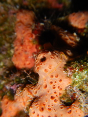 Hemimycale columella