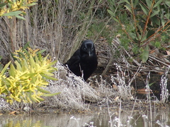 Corvus coronoides perplexus