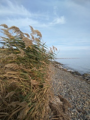 Phragmites australis
