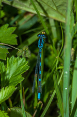 Coenagrion lanceolatum