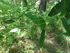 Vincetoxicum volubile