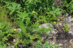Potentilla chinensis