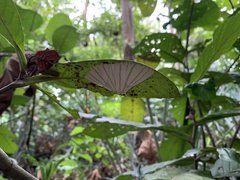 Urapteroides astheniata