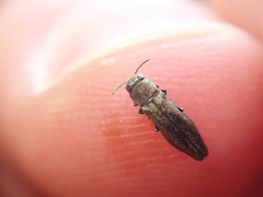 Agrilus olivicolor