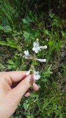 Penstemon albidus