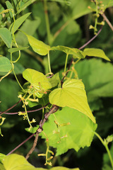 Dioscorea nipponica