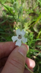 Penstemon albidus
