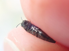 Agrilus olivicolor