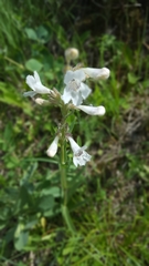 Penstemon albidus