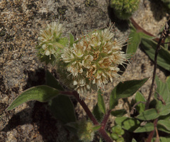 Phacelia leptosepala