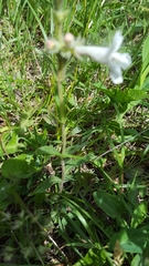 Penstemon albidus