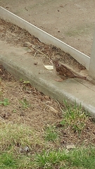 Passer domesticus domesticus