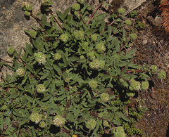 Phacelia leptosepala