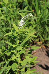Lysimachia volkovae