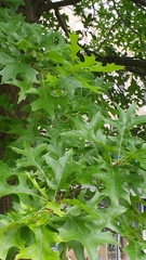 Quercus