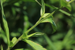 Lysimachia volkovae