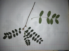 Caragana arborescens