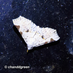 Prolophota trigonifera