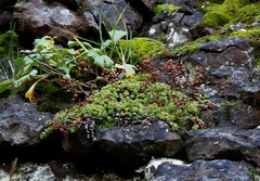Saxifraga bronchialis funstonii