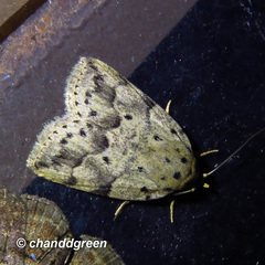 Giaura multipunctata