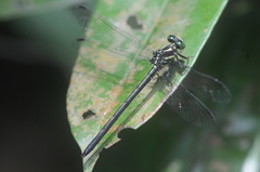 Leptogomphus risi