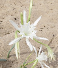 Pancratium maritimum