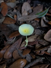 Leucocoprinus fragilissimus image
