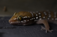 Hemidactylus whitakeri