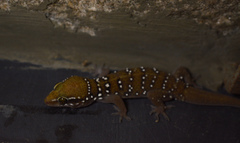 Hemidactylus whitakeri