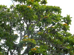 Deplanchea tetraphylla