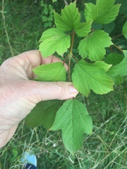 Viburnum opulus