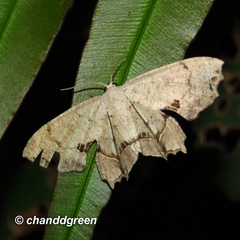 Dysaethria flavistriga