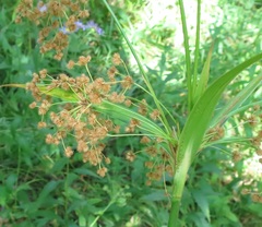 Scirpus lushanensis