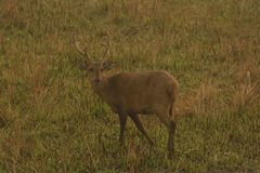 Axis porcinus