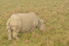 Rhinoceros unicornis
