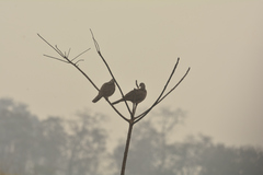Streptopelia chinensis