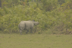 Rhinoceros unicornis