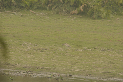 Esacus recurvirostris