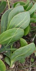 Senecio ruwenzoriensis