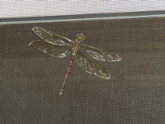 Aeshna umbrosa umbrosa