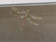Aeshna umbrosa umbrosa