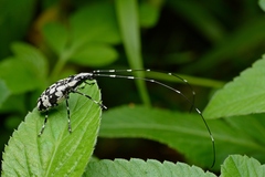 Mecotropis unoi