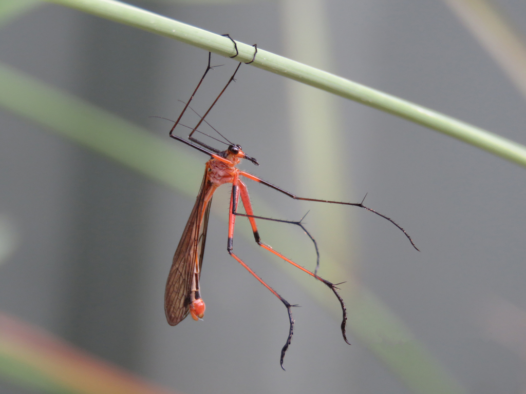 Harpobittacus similis