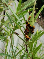 Oncopeltus fasciatus