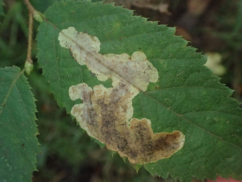 Hazel Blotchminer photo 5